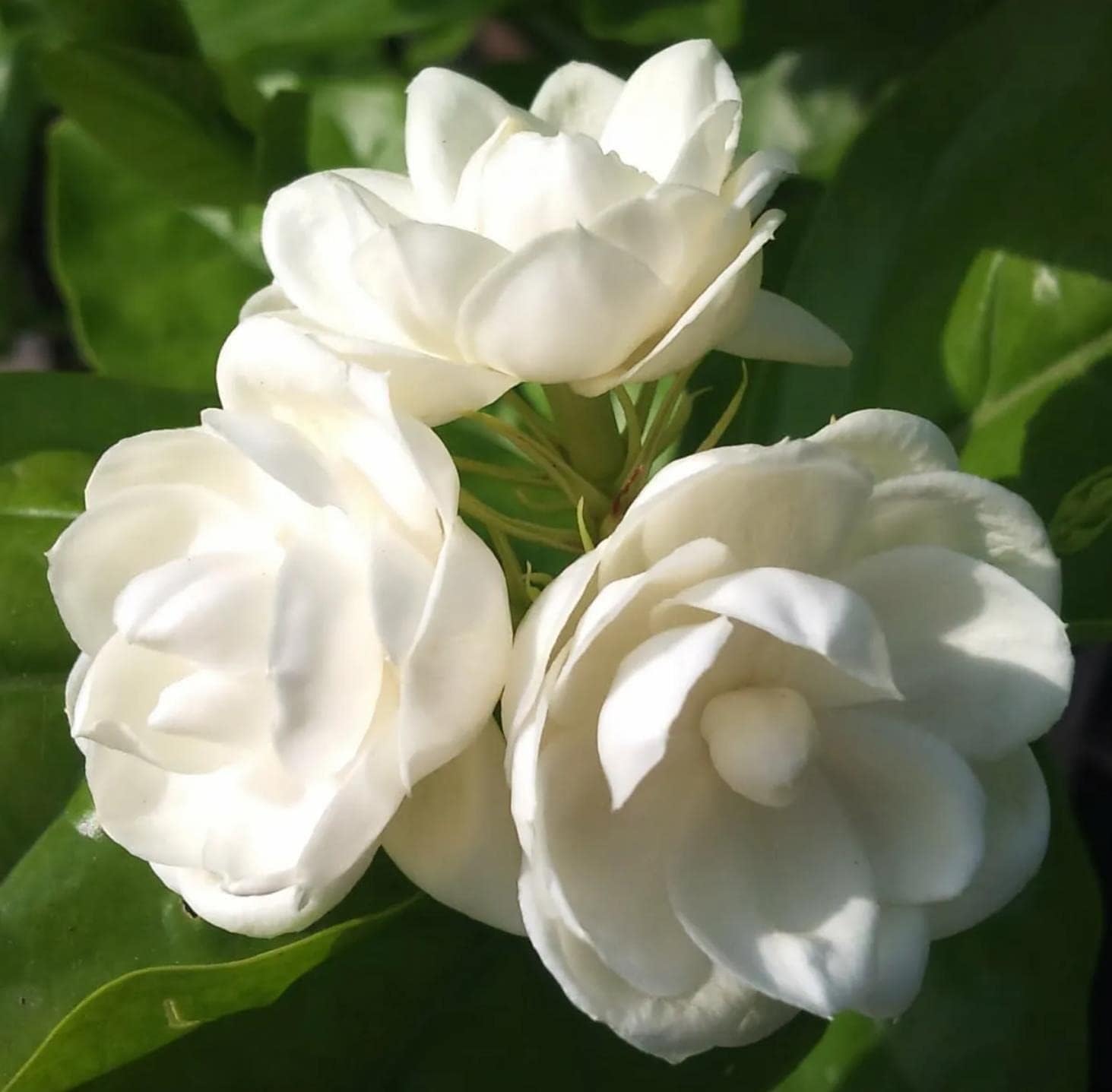 Wivolibe fragrant jasmine blooms brighten balconies and gardens