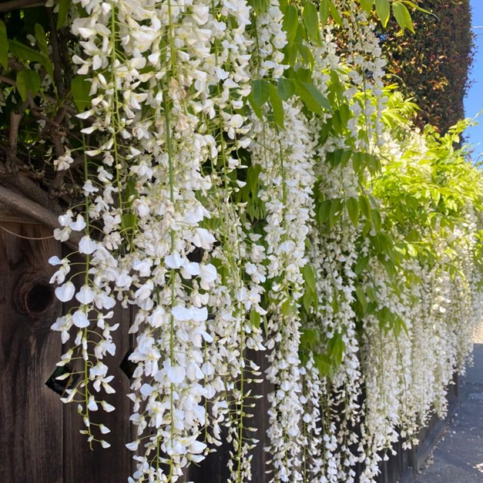 Wivolibe fragrant jasmine blooms add scent to garden spaces