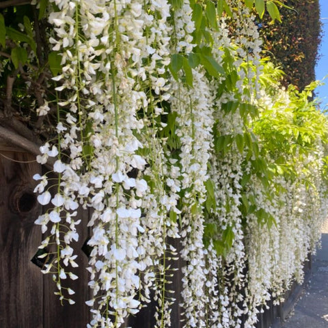 Wivolibe fragrant jasmine blooms add scent to garden spaces