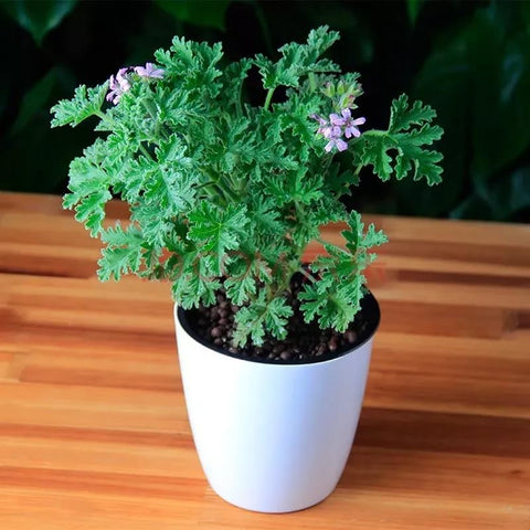 Wivolibe lemon-scented citronella leaves in containers for ambience.