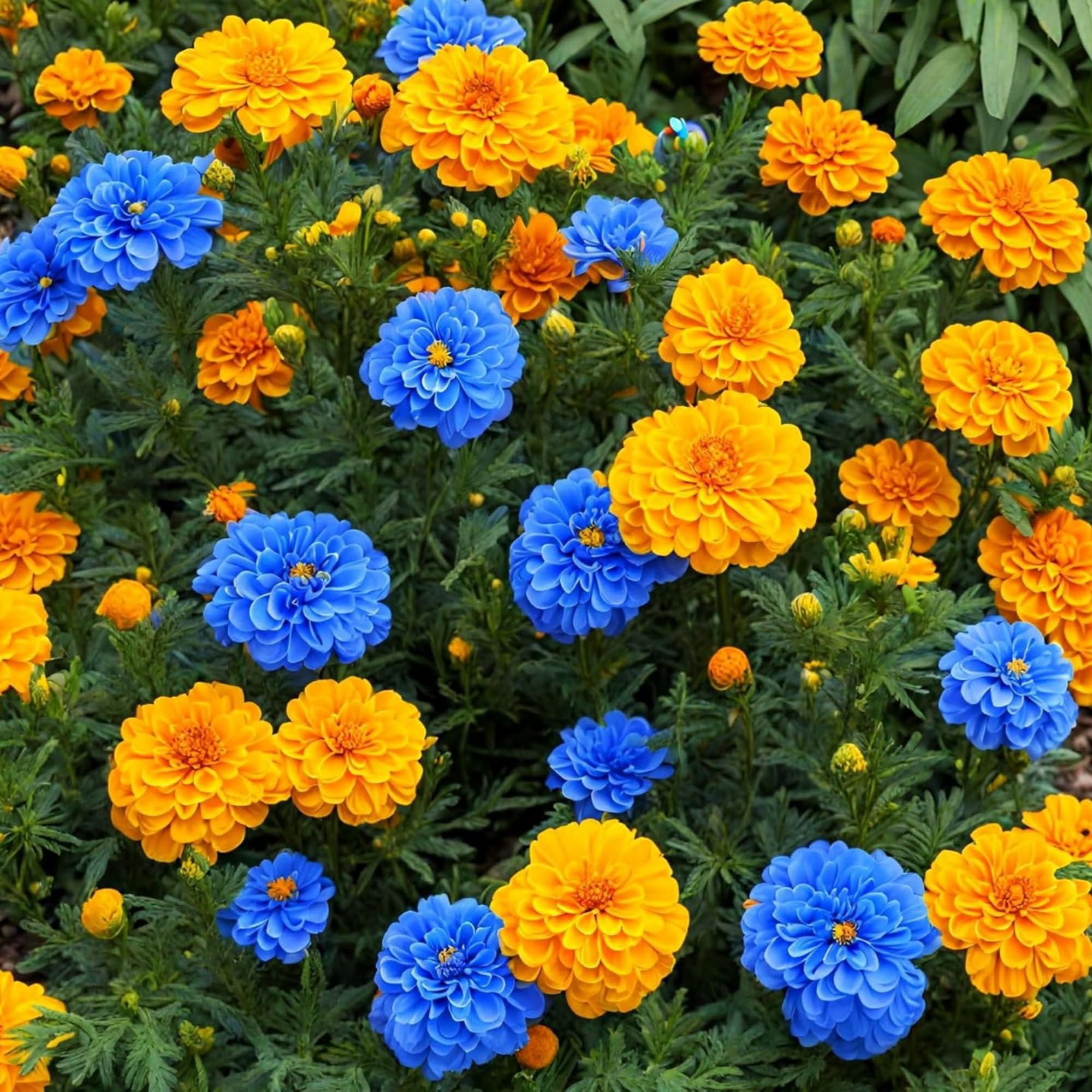 Wivolibe French marigold blooms brighten garden borders and beds