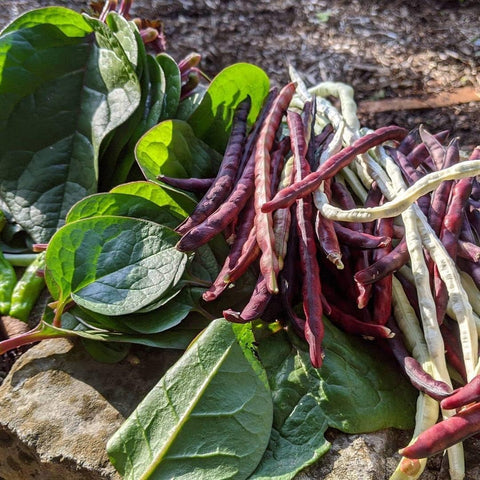 Wivolibe fresh Pinkeye cowpeas in pod highlight delicious, creamy shelled peas.