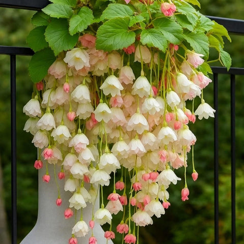 Wivolibe garden begonia display highlighting ornamental appeal