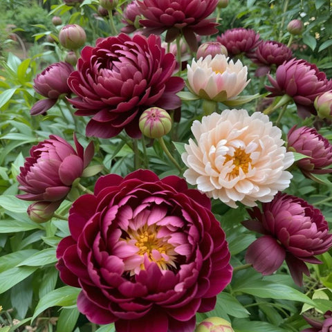 Wivolibe garden with sunlit peonies thriving in a bed.