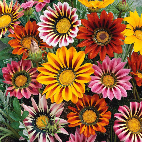 Wivolibe Gazania Seeds Mix blooms brightly, ideal for sunny borders.