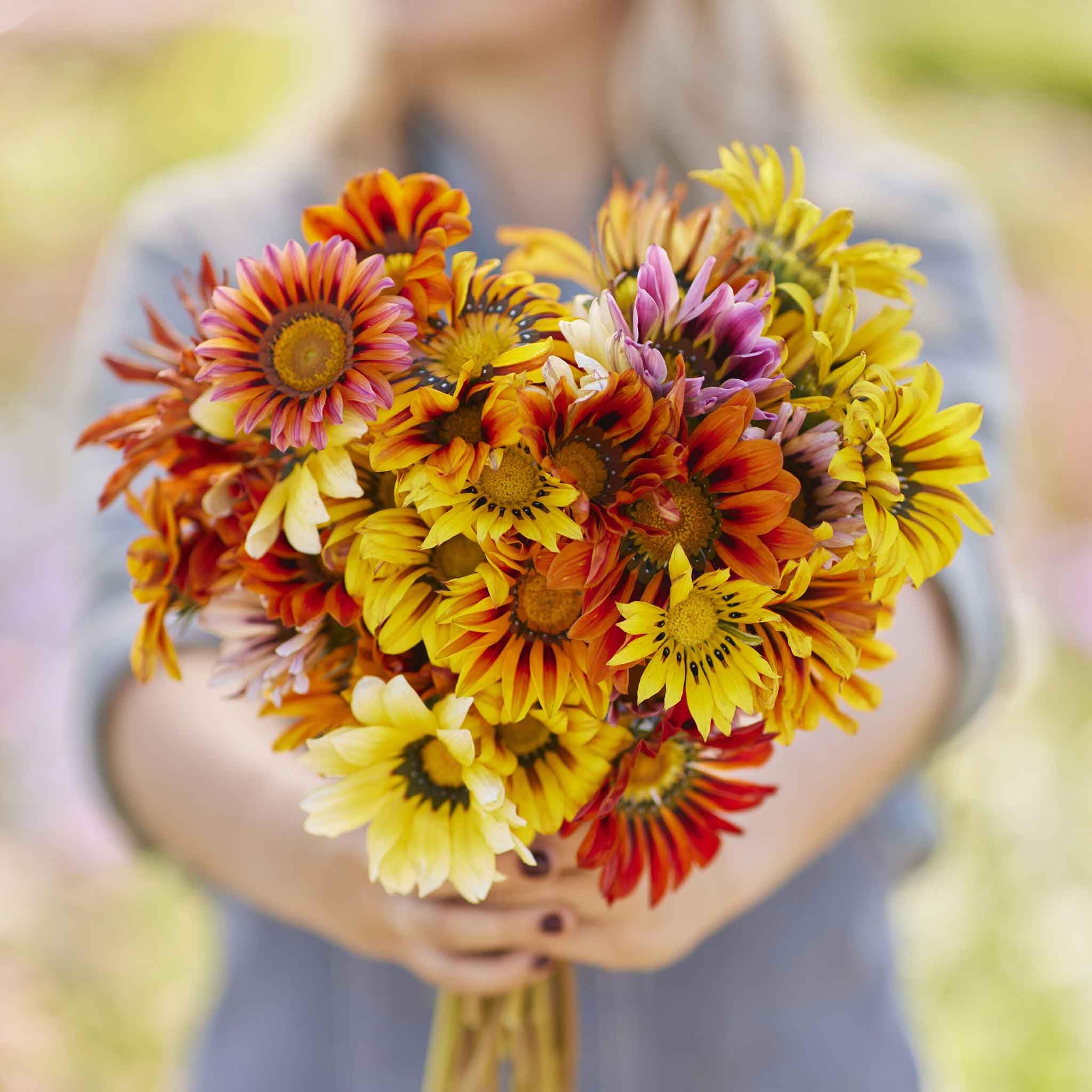 Wivolibe Gazania Seeds Mix reseeds naturally for color repeats.