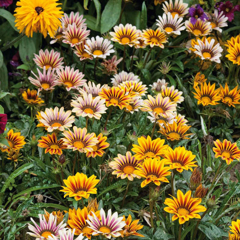 Wivolibe Gazania Seeds Mix forms a durable ground cover in beds.
