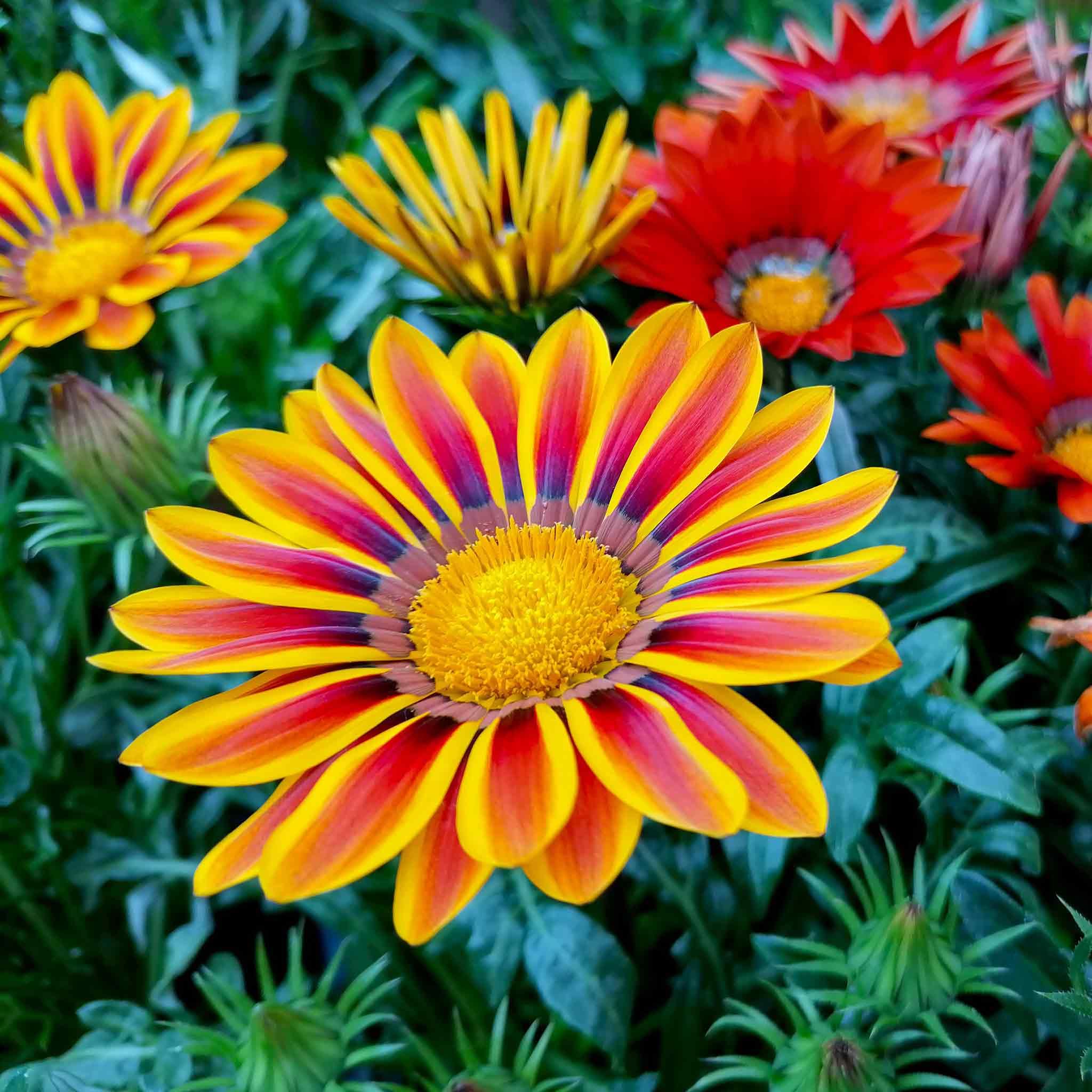 Wivolibe Gazania Seeds Mix thrives in heat and many soils.
