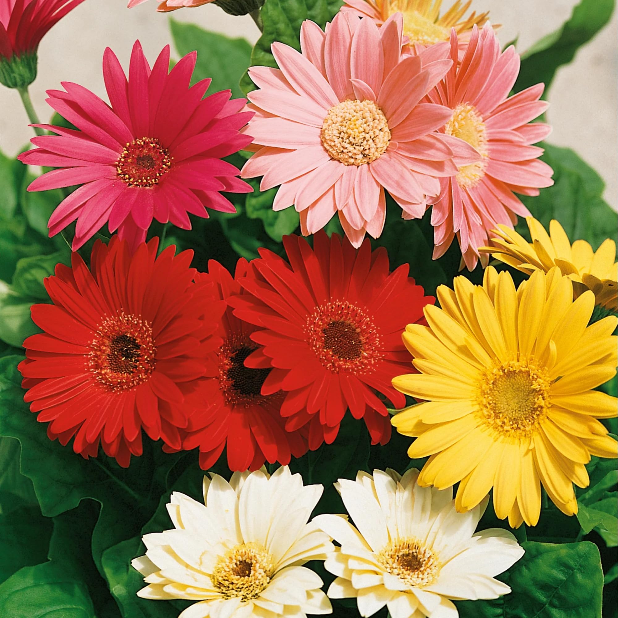 Wivolibe Gerbera Daisy garden border with bright blooms.