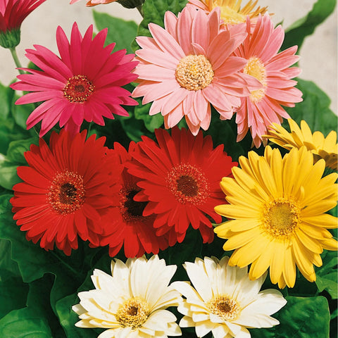 Wivolibe Gerbera Daisy garden border with bright blooms.