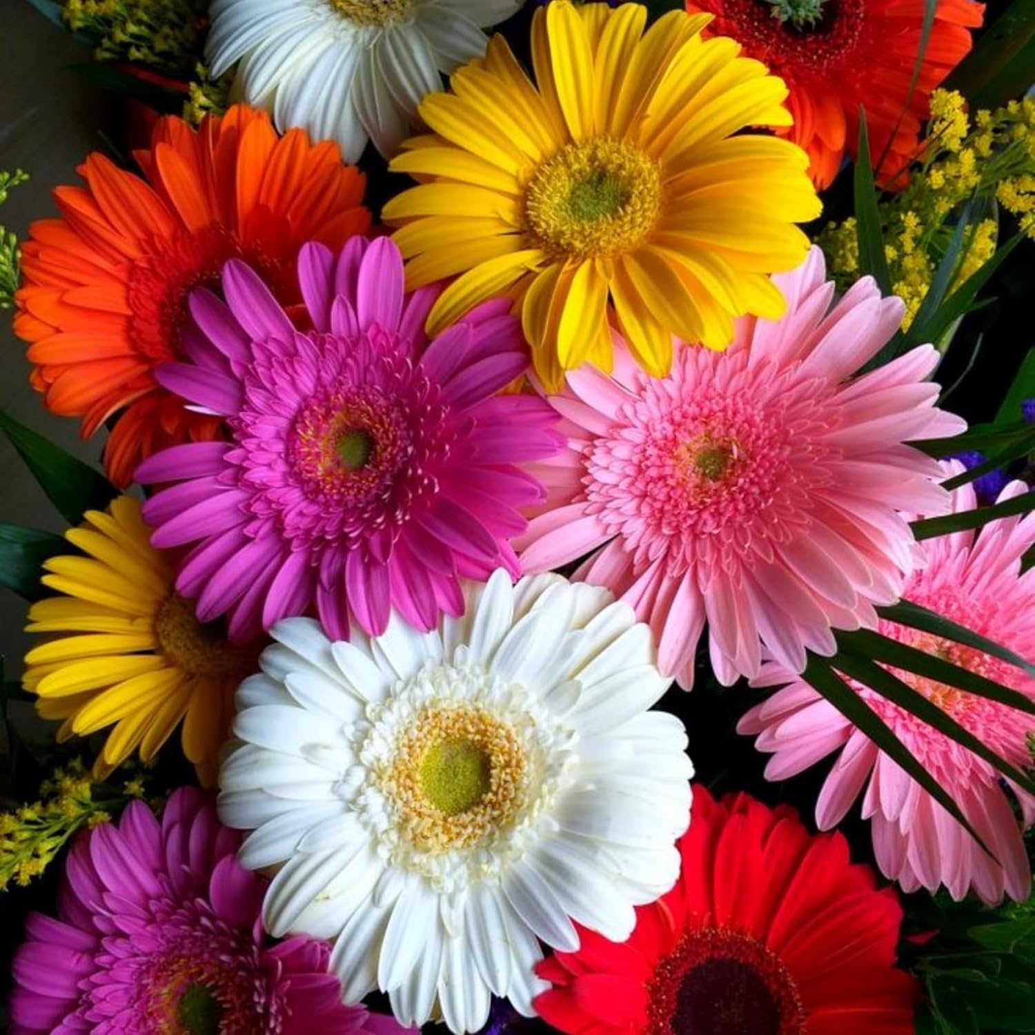 Wivolibe Gerbera Daisy height 12 inches for garden drama.