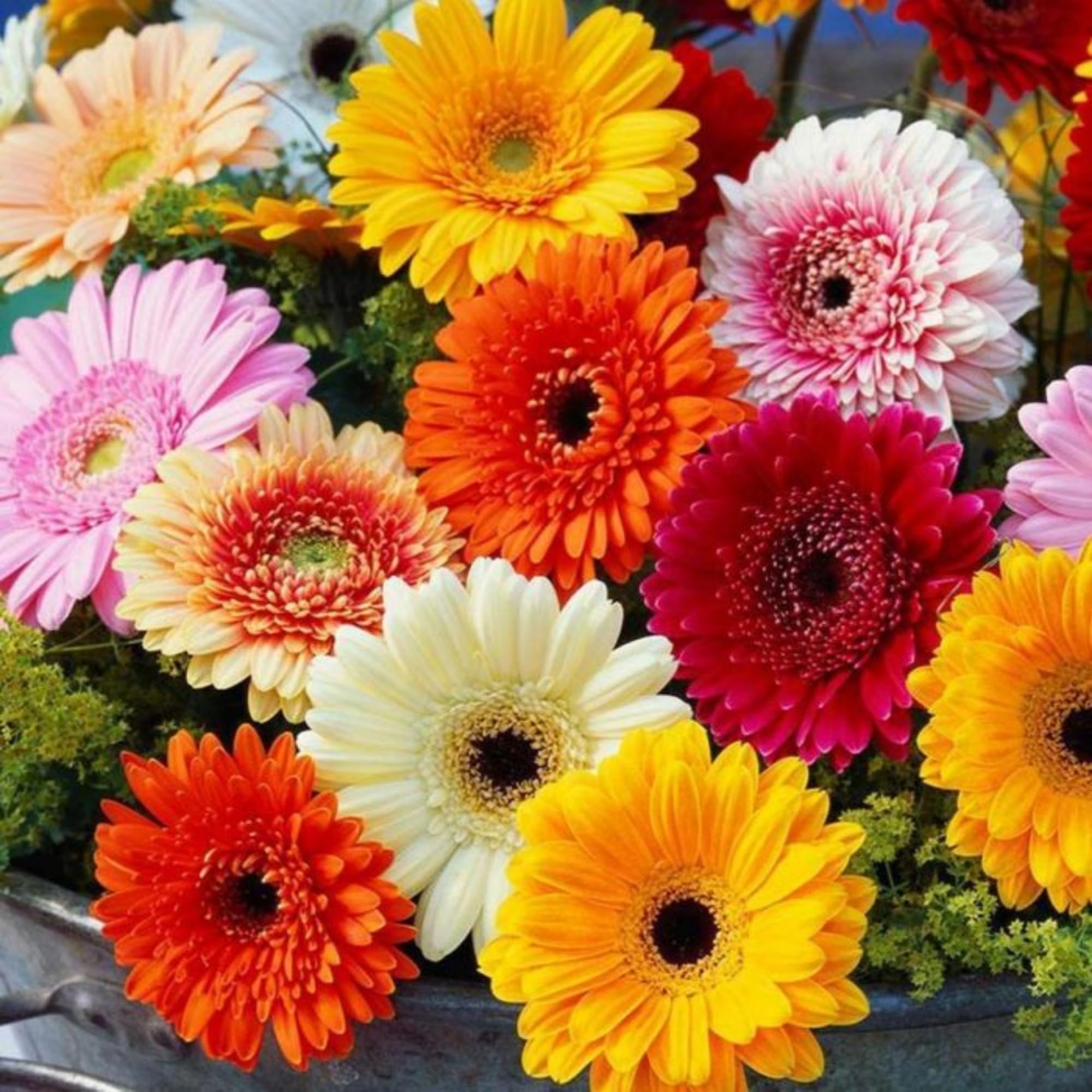 Wivolibe Gerbera Daisy attracts bees and butterflies.