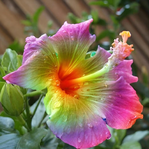 Wivolibe germination guide for warm, humid environments to start seeds successfully