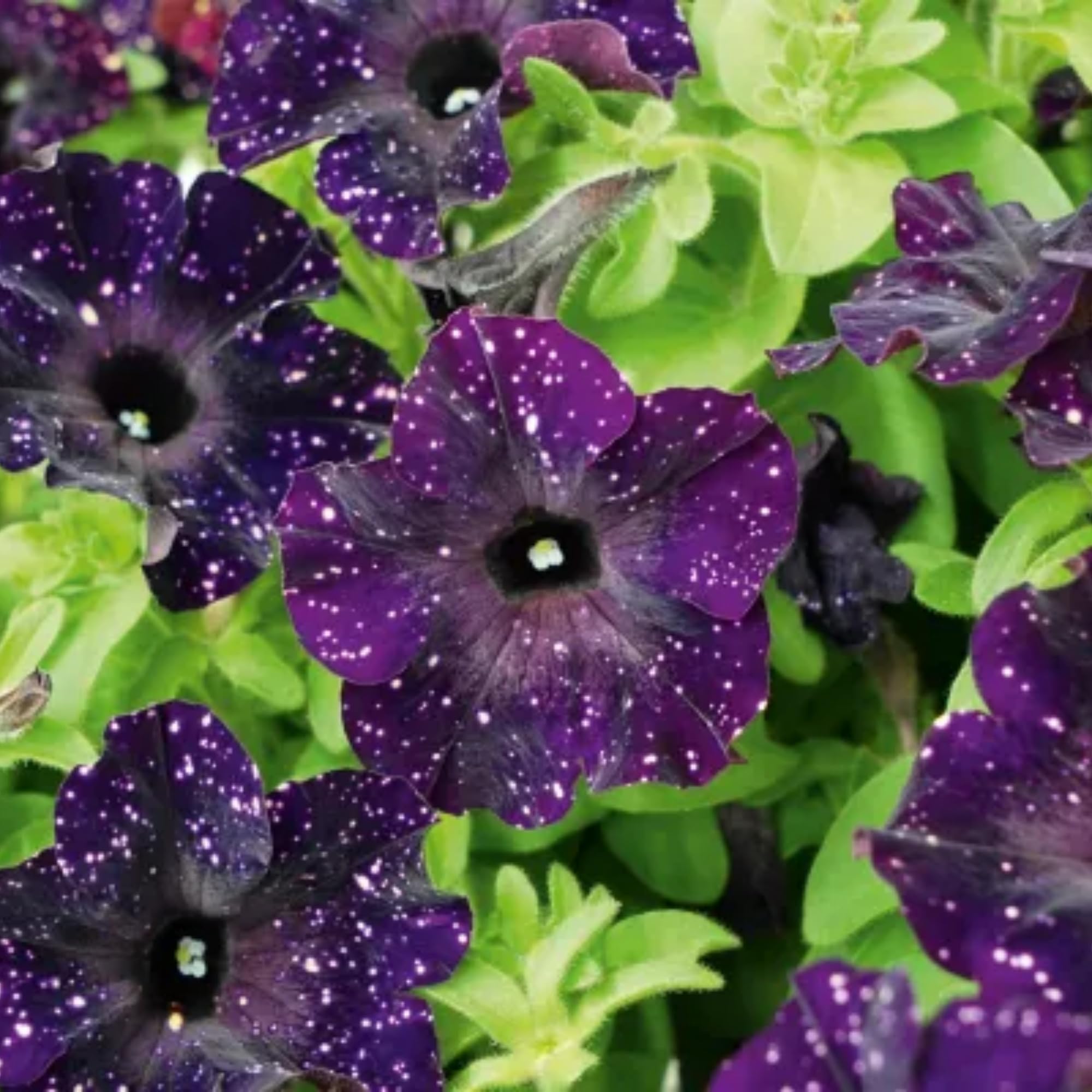Wivolibe germination tray with petunia seeds to encourage steady growth.