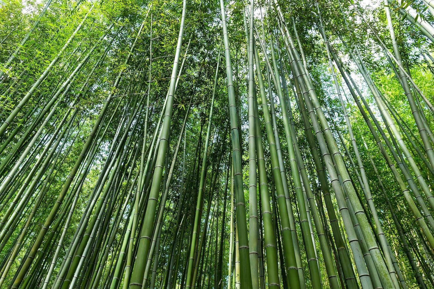 Wivolibe Giant Bamboo planted to create a green privacy screen.
