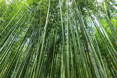 Wivolibe Giant Bamboo planted to create a green privacy screen.