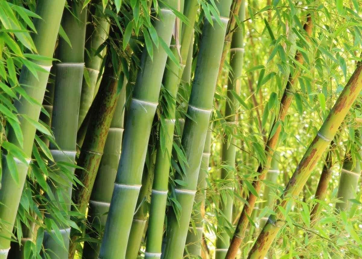 Wivolibe Giant Bamboo germination tips image illustrates warm soak method.
