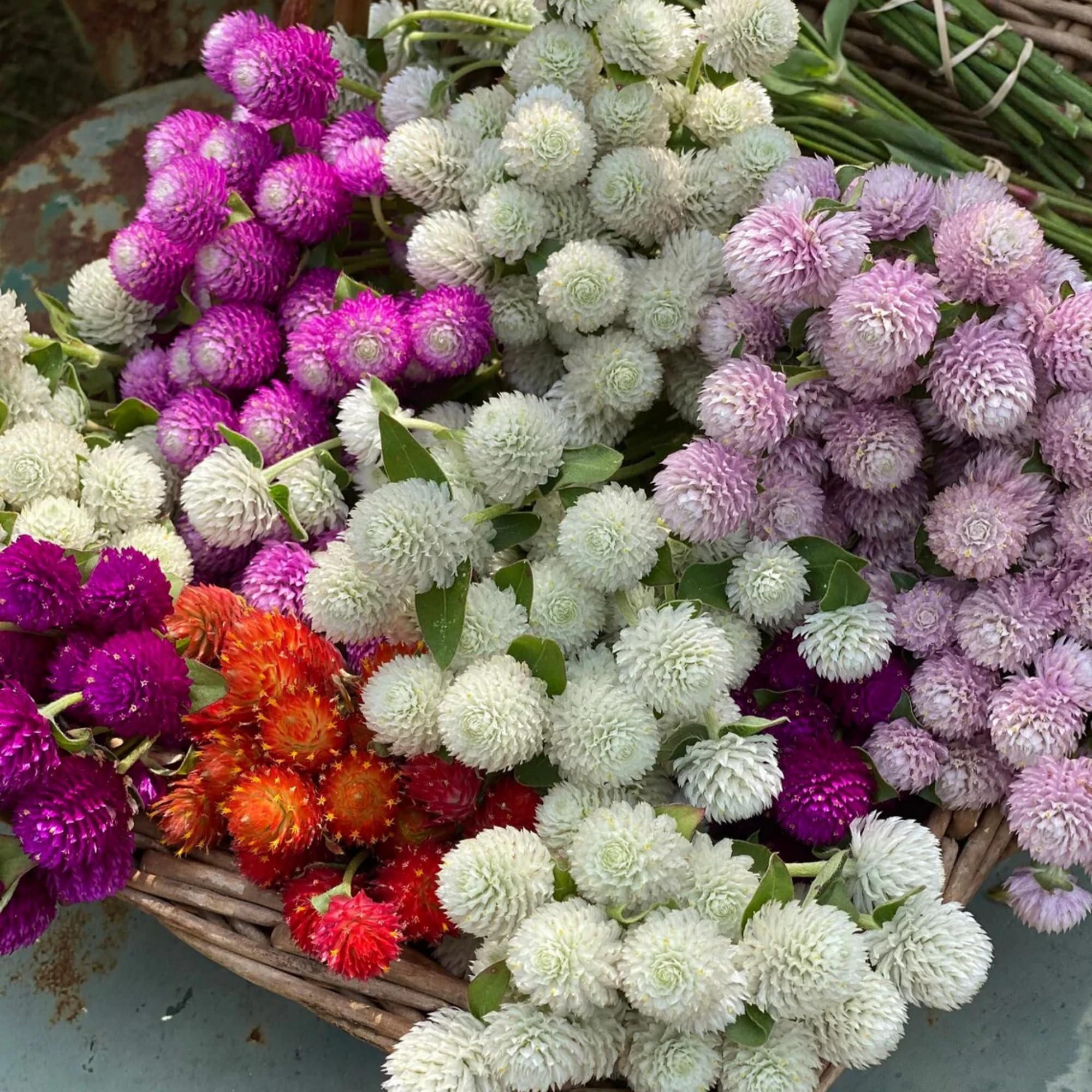 Wivolibe globe amaranth blooms close-up with bright pom-poms for borders.