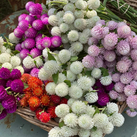 Wivolibe globe amaranth blooms close-up with bright pom-poms for borders.