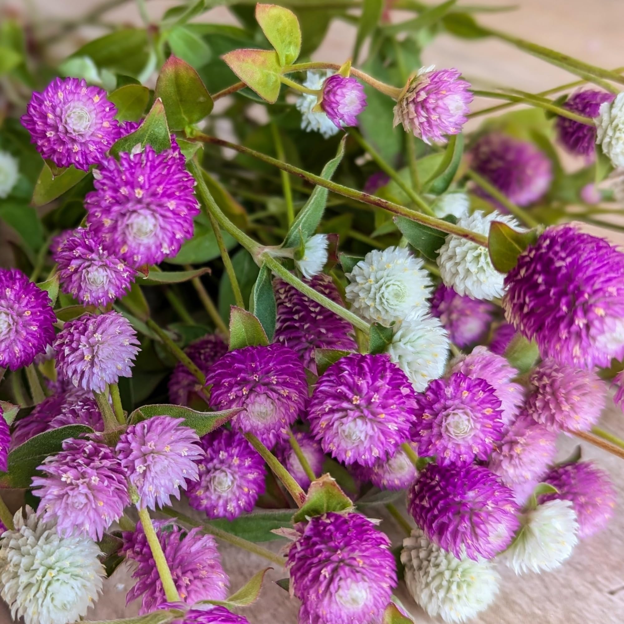 Cut flowers from Wivolibe globe amaranth for long-lasting arrangements.