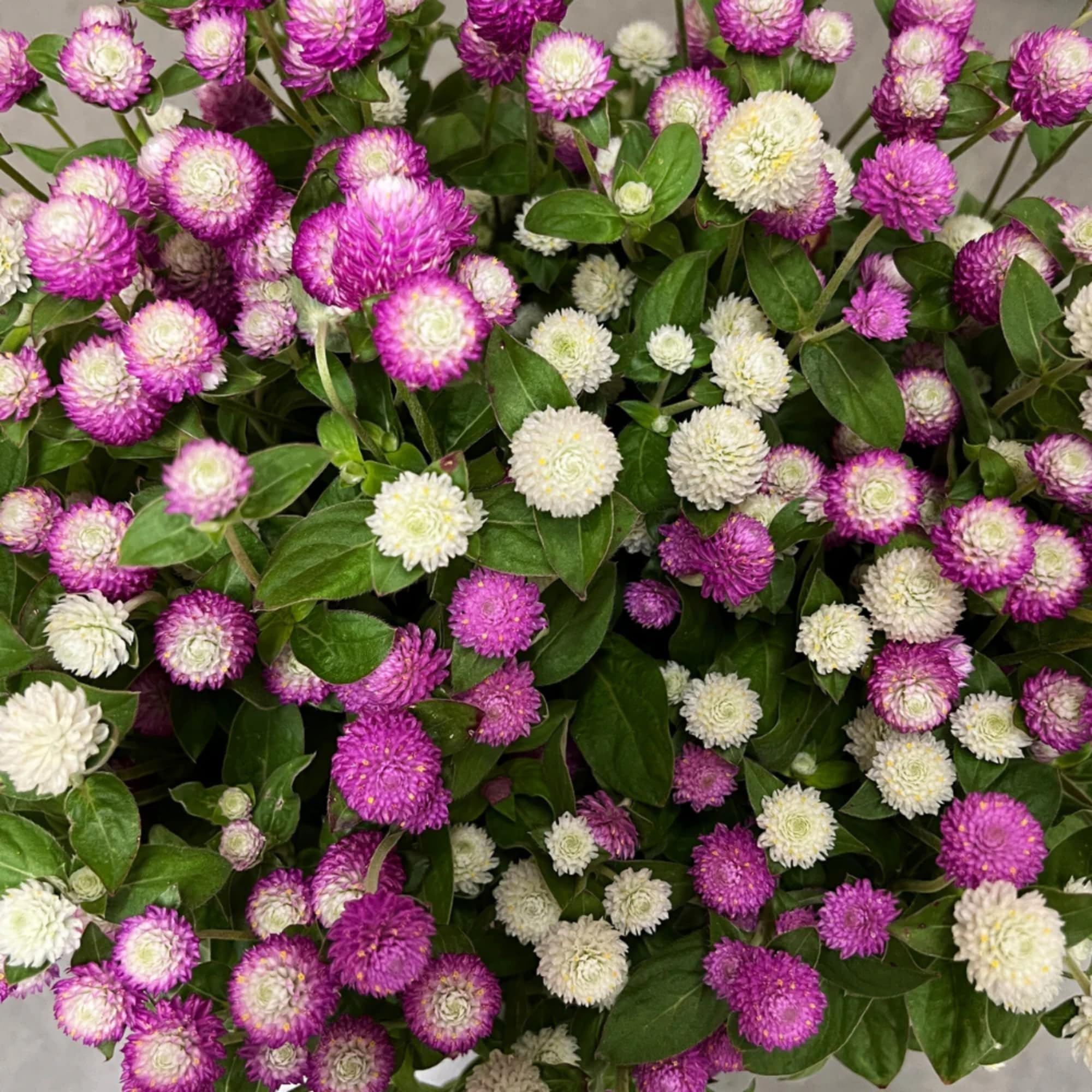 Wivolibe globe amaranth thriving in a container with drought-tolerant growth.