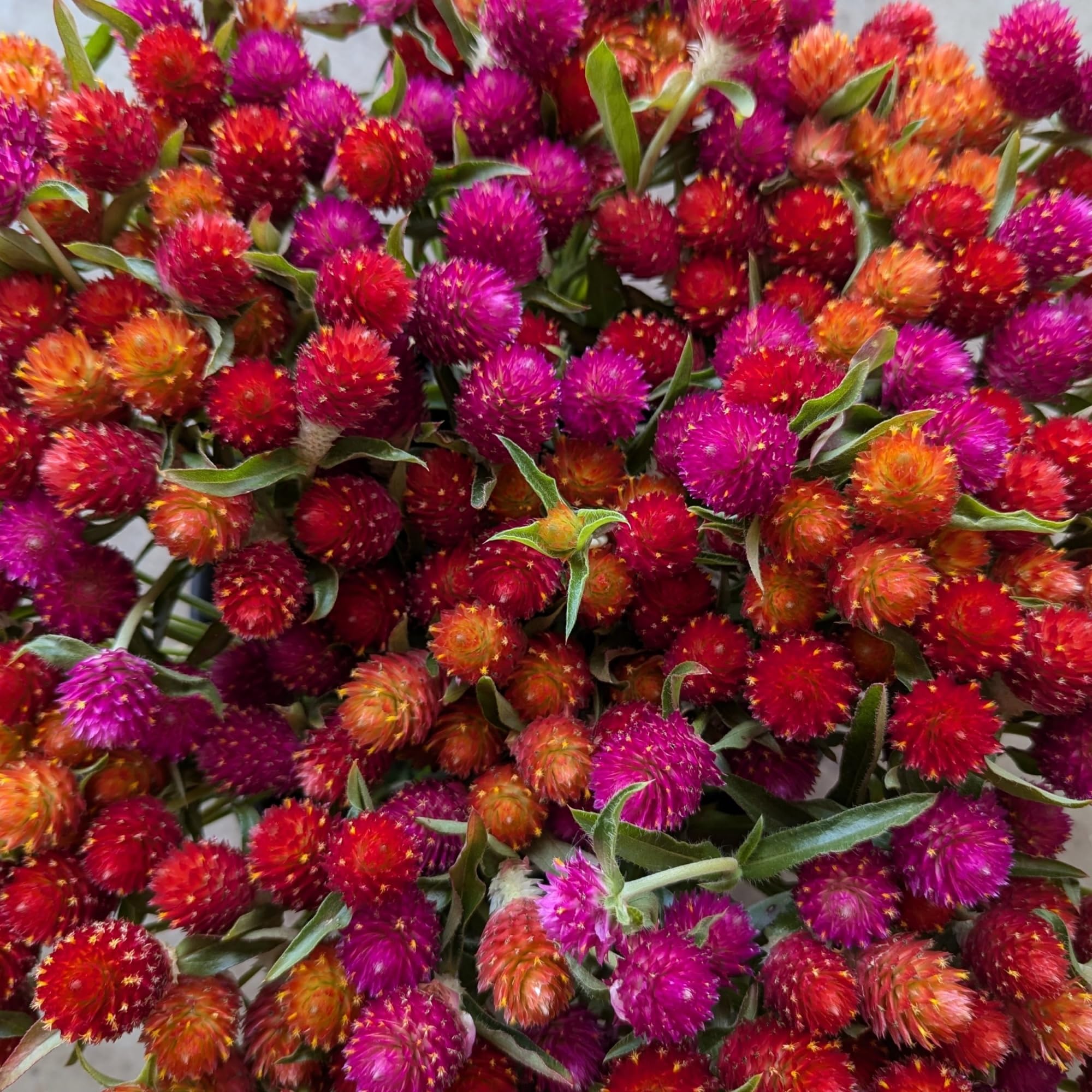 Pollinators attracted to Wivolibe globe amaranth in a garden setting.