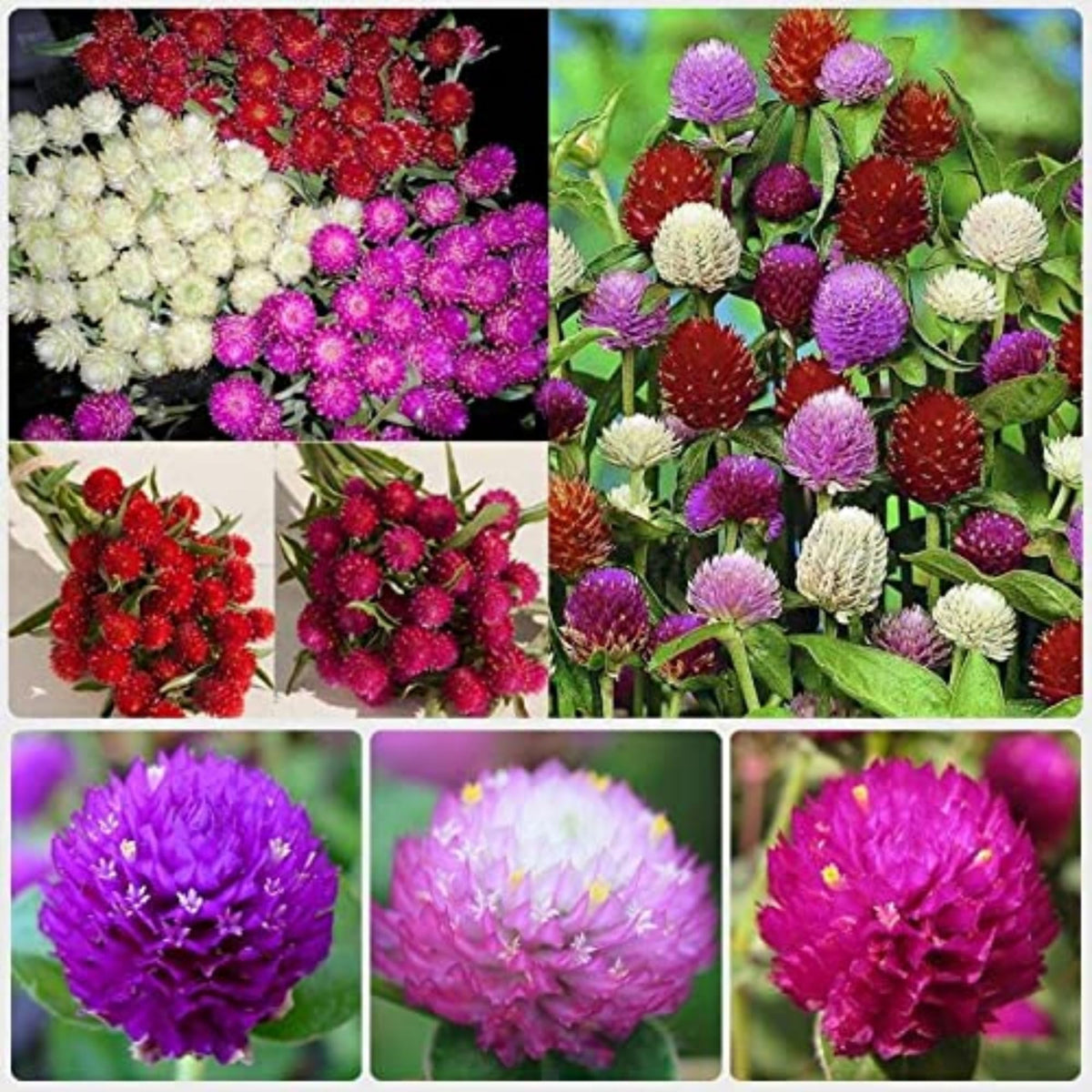Wivolibe globe amaranth seeds pack ready for planting in home gardens.