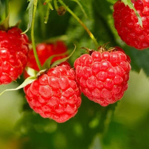 Wivolibe grape seeds closeup enabling small space fruit gardening