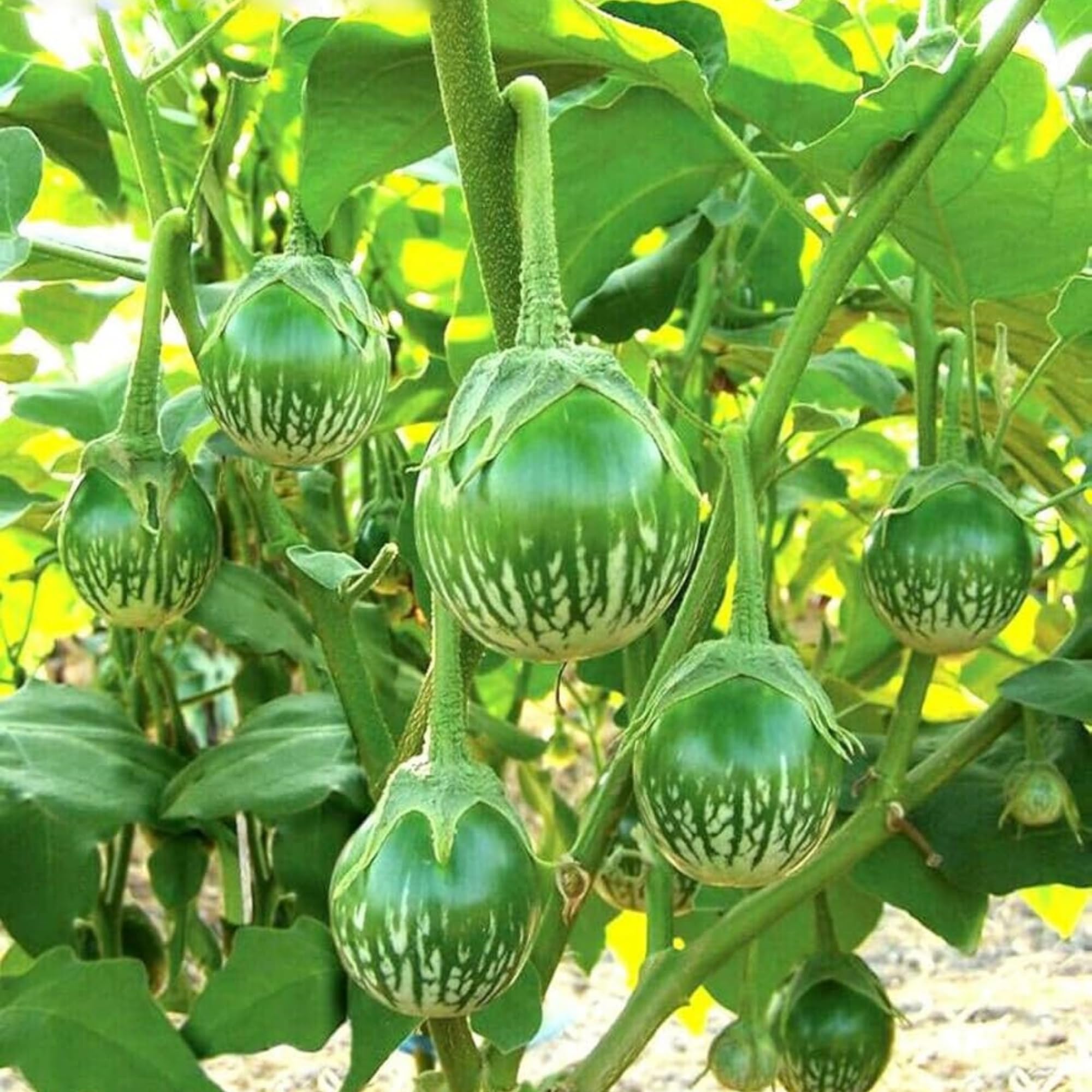 Wivolibe eggplant seeds growth tips with seedlings thriving in warm soil