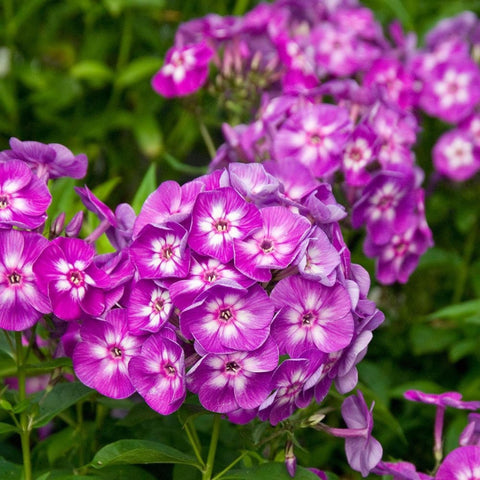 Wivolibe ground-cover phlox bush growth for low-maintenance yard