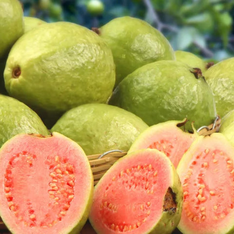 Wivolibe guava bonsai tree showcased for ornamental and edible yields.