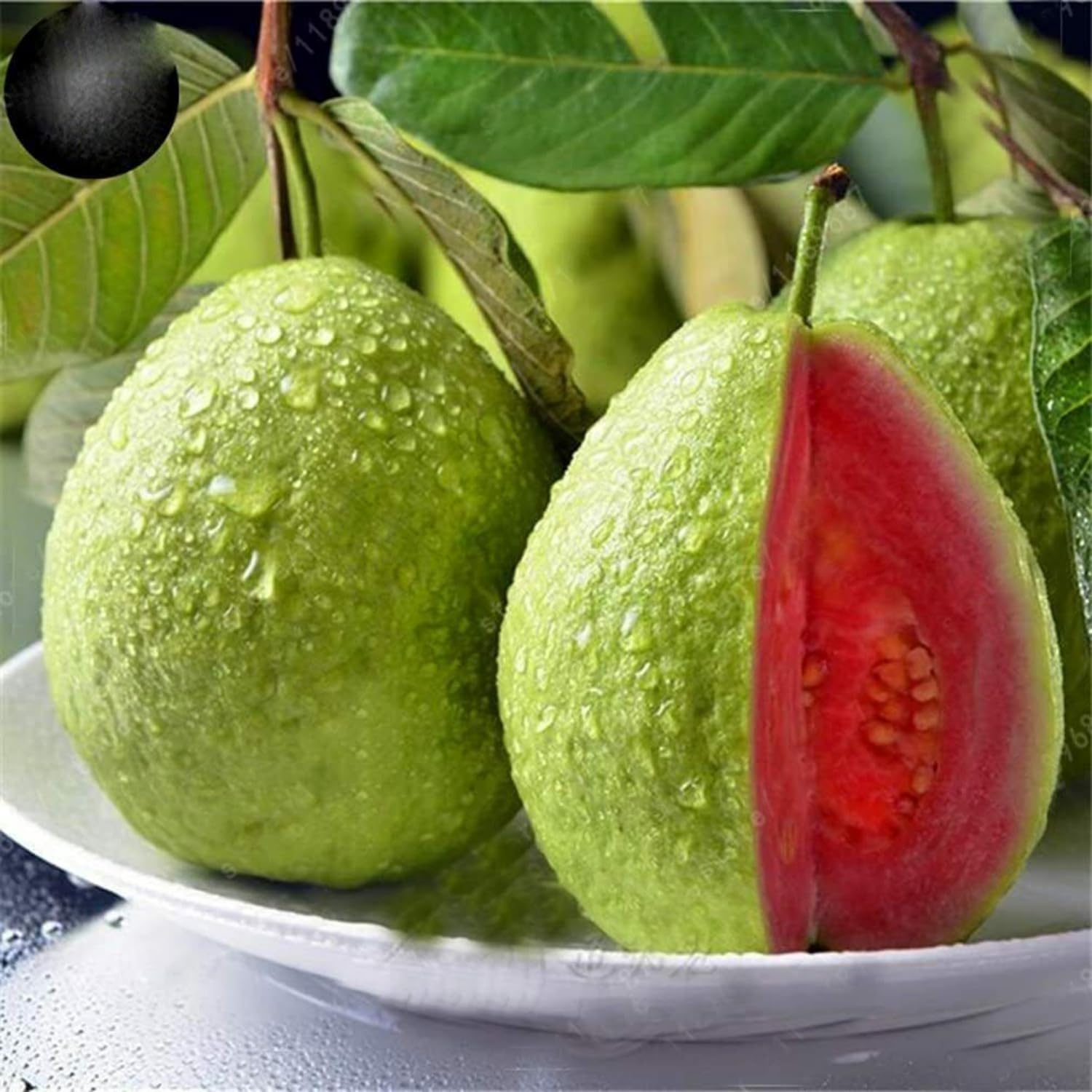 Wivolibe guava seedlings in pot illustrating container-friendly growth.