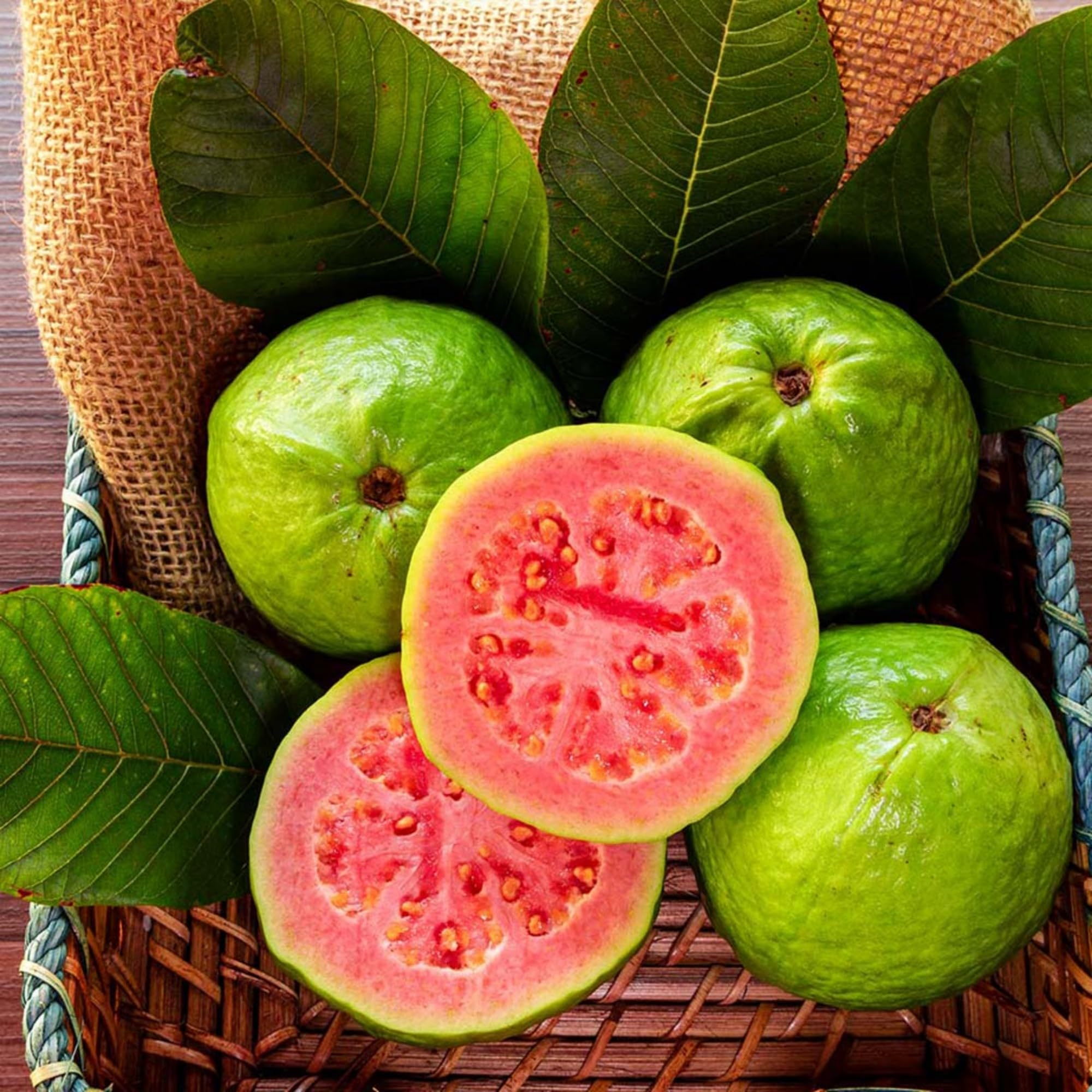 Wivolibe guava seeds germination close-up enabling home propagation success.