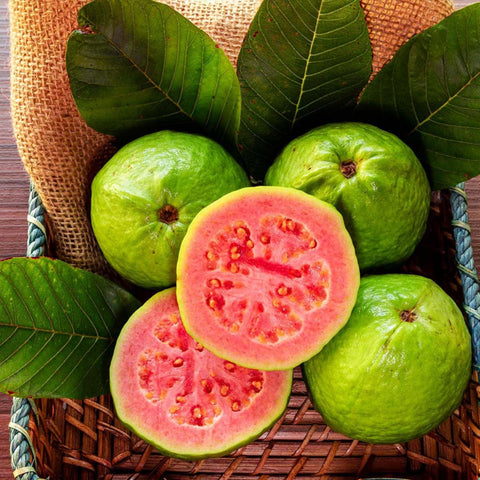 Wivolibe guava seeds germination close-up enabling home propagation success.