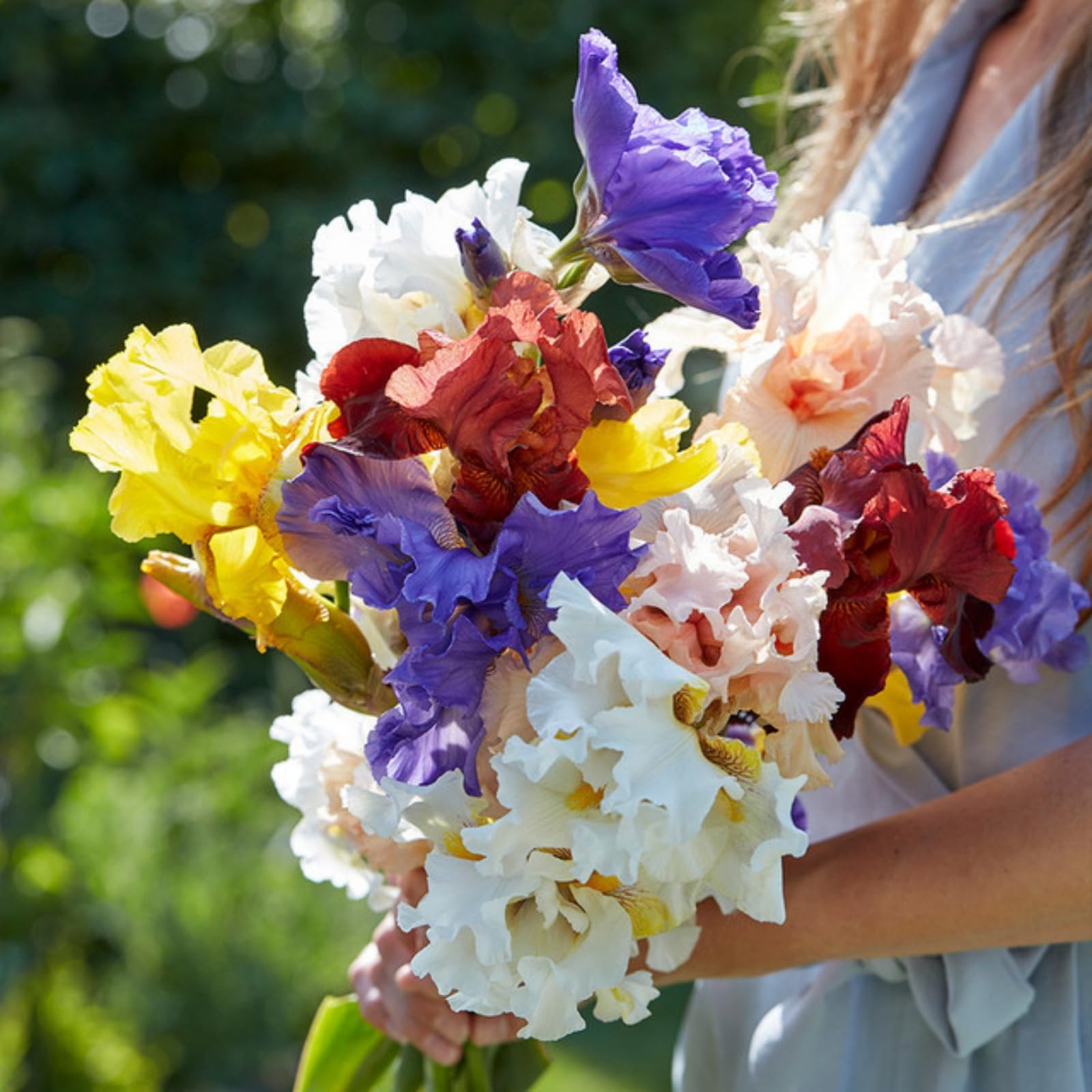 Wivolibe hardy irises bloom in late spring for outdoor spaces.