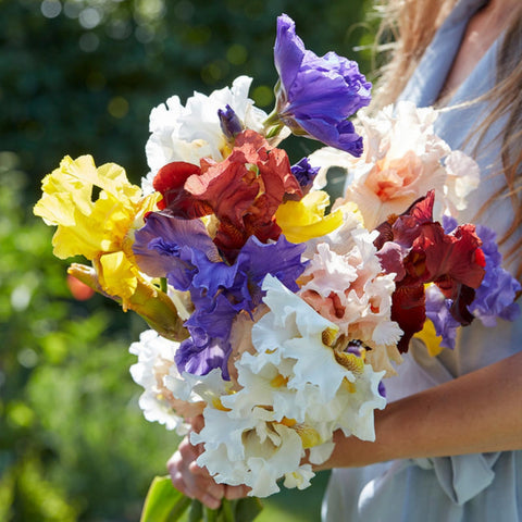 Wivolibe hardy irises bloom in late spring for outdoor spaces.