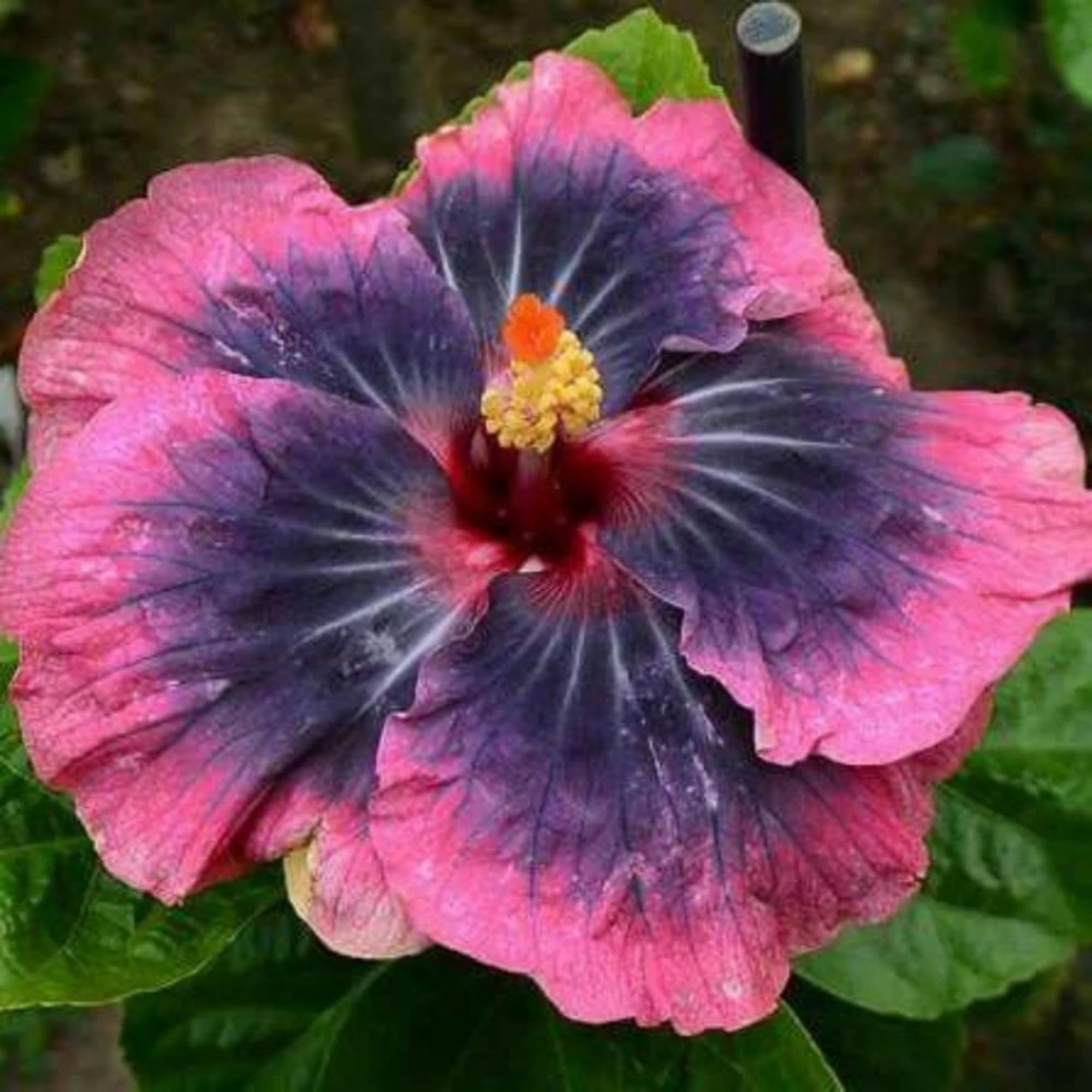 Wivolibe hibiscus hedge pruning options to shape a decorative landscape