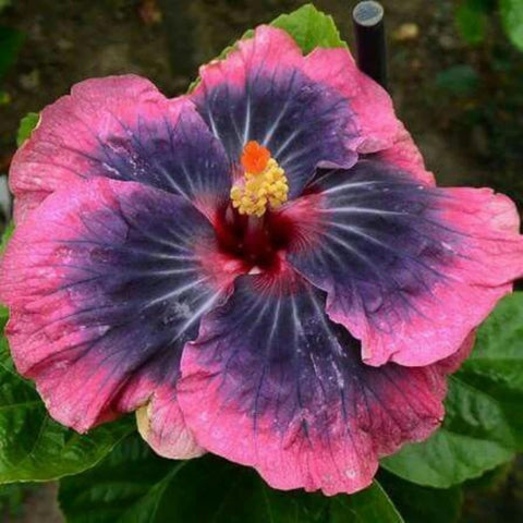 Wivolibe hibiscus hedge pruning options to shape a decorative landscape
