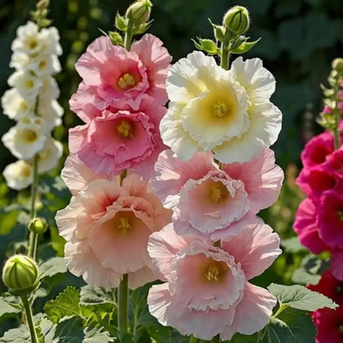 Wivolibe hollyhock border planting to brighten garden borders with tall, colorful spikes.