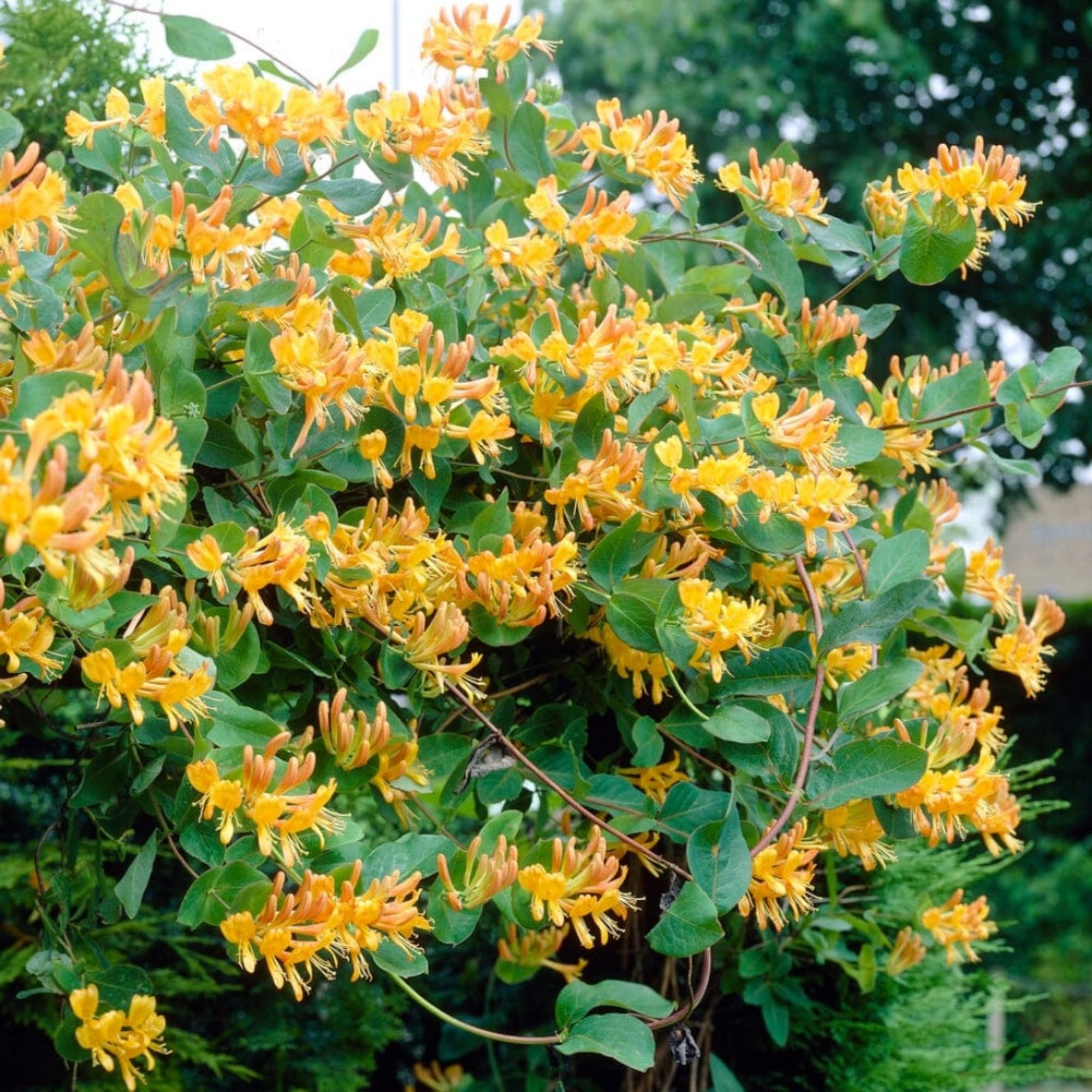 Wivolibe honeysuckle garden blooms in sunlight.
