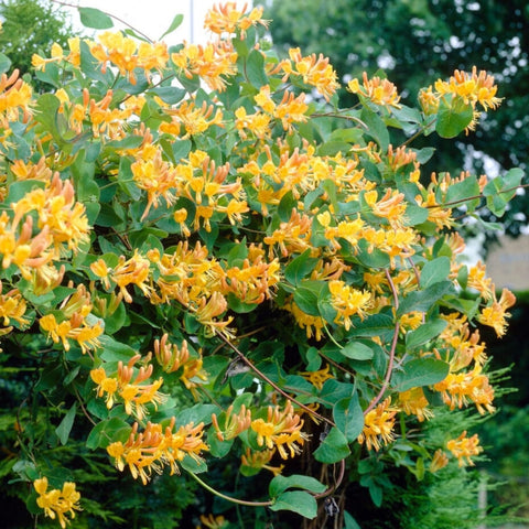Wivolibe honeysuckle garden blooms in sunlight.