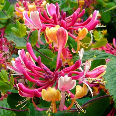 Wivolibe honeysuckle seeds adaptable to different soils and light conditions