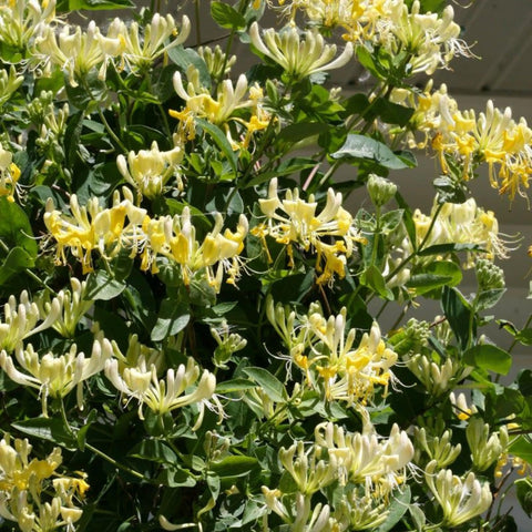 Wivolibe honeysuckle seeds showing color varieties from white to red for garden design