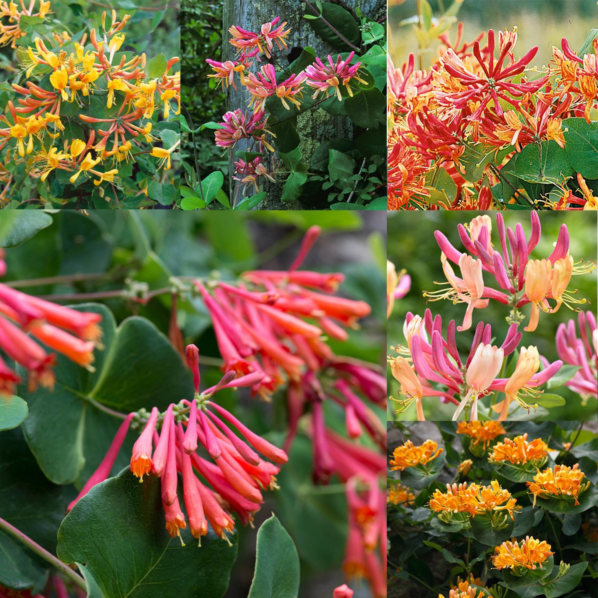 Wivolibe honeysuckle seeds with fragrant blooms attracting bees and hummingbirds in a sunny garden