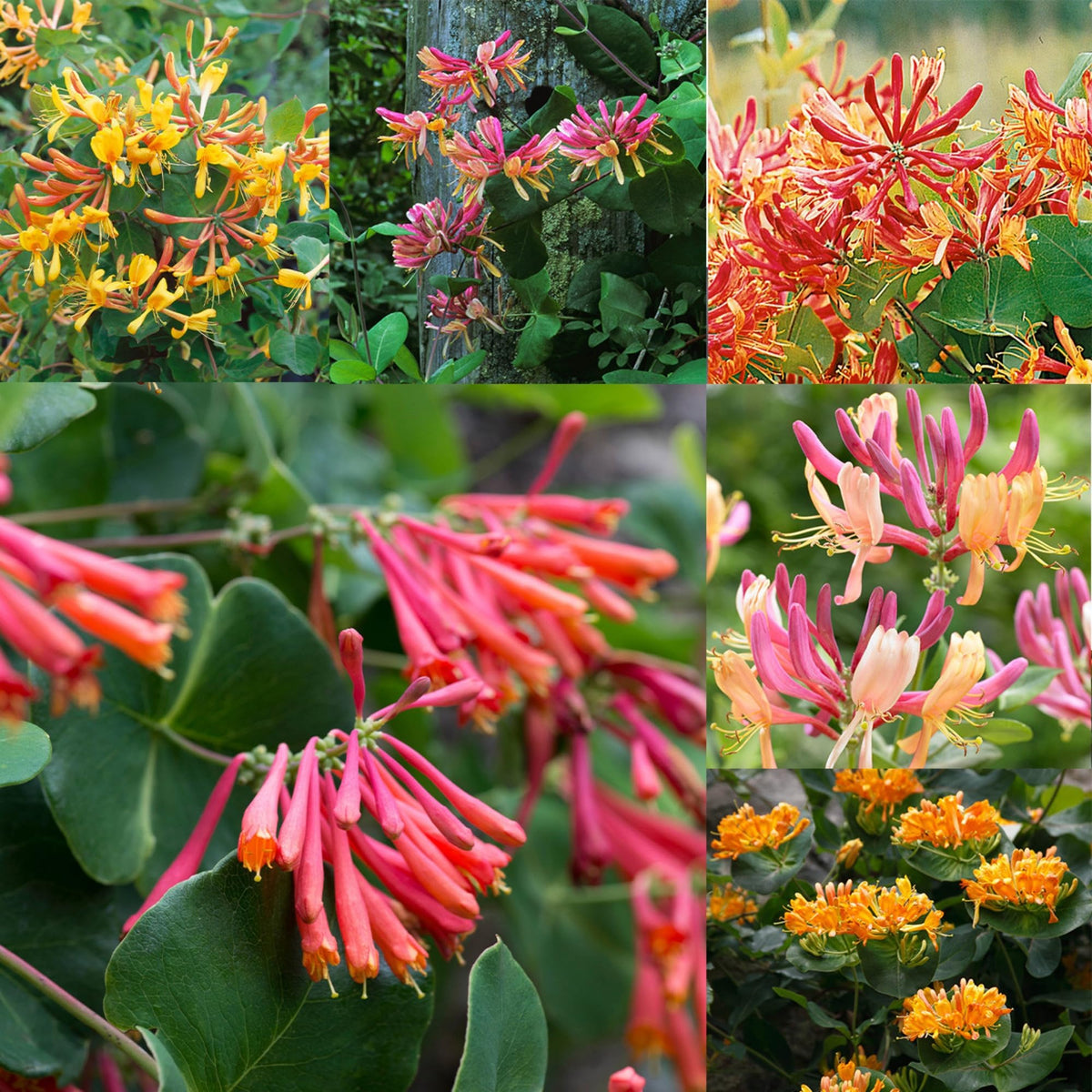 Wivolibe honeysuckle seeds with fragrant blooms attracting bees and hummingbirds in a sunny garden