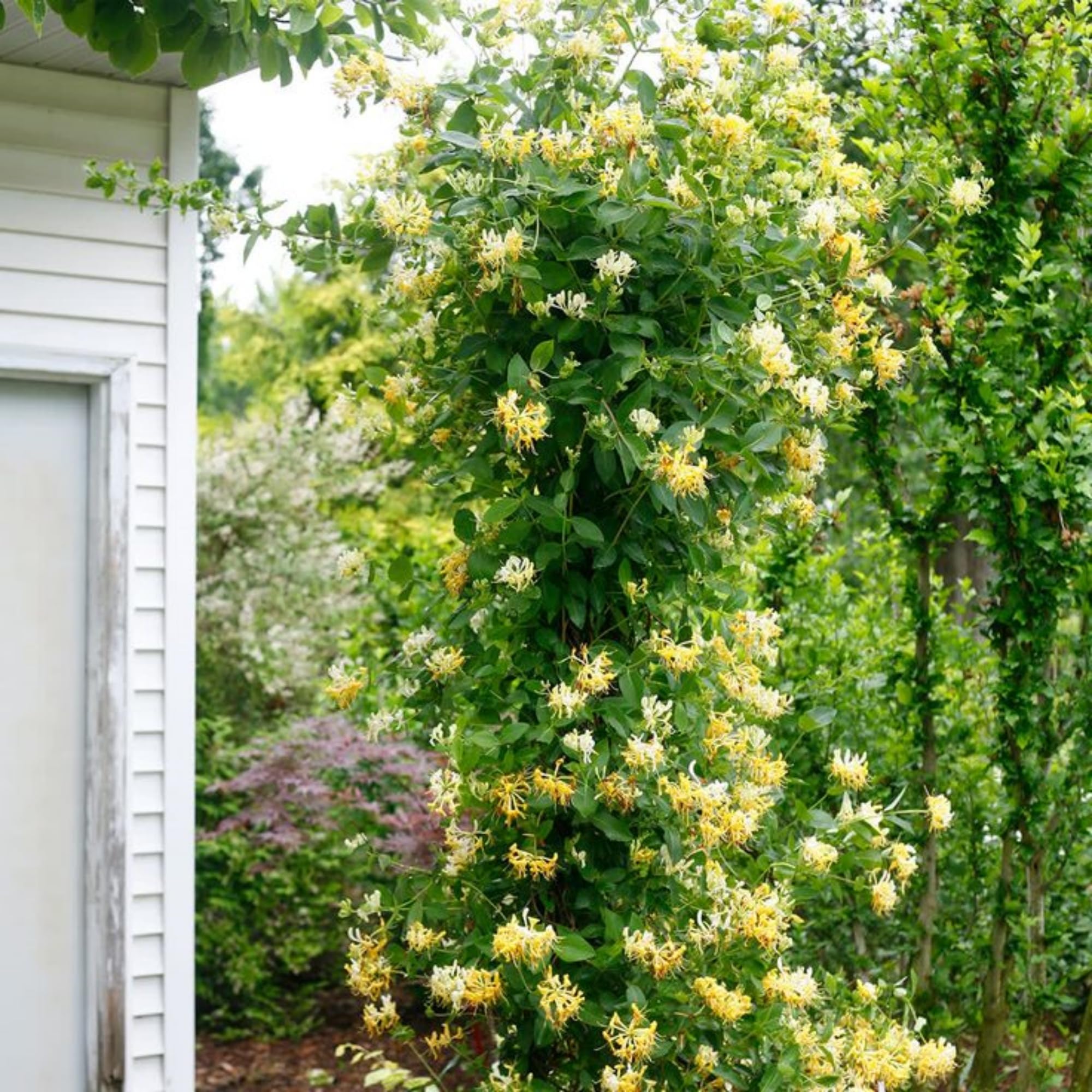 Wivolibe honeysuckle seeds covering a garden fence for privacy and ambiance