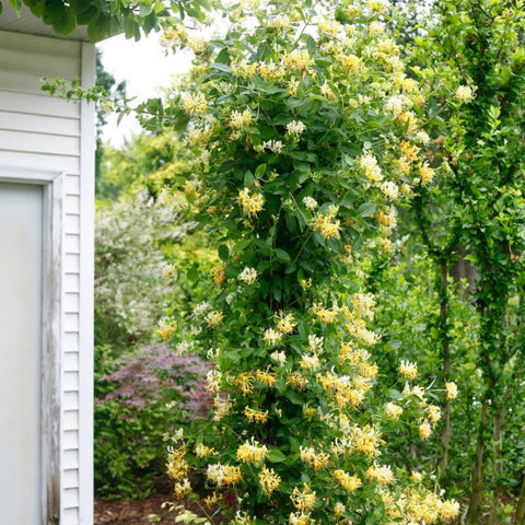 Wivolibe honeysuckle seeds covering a garden fence for privacy and ambiance