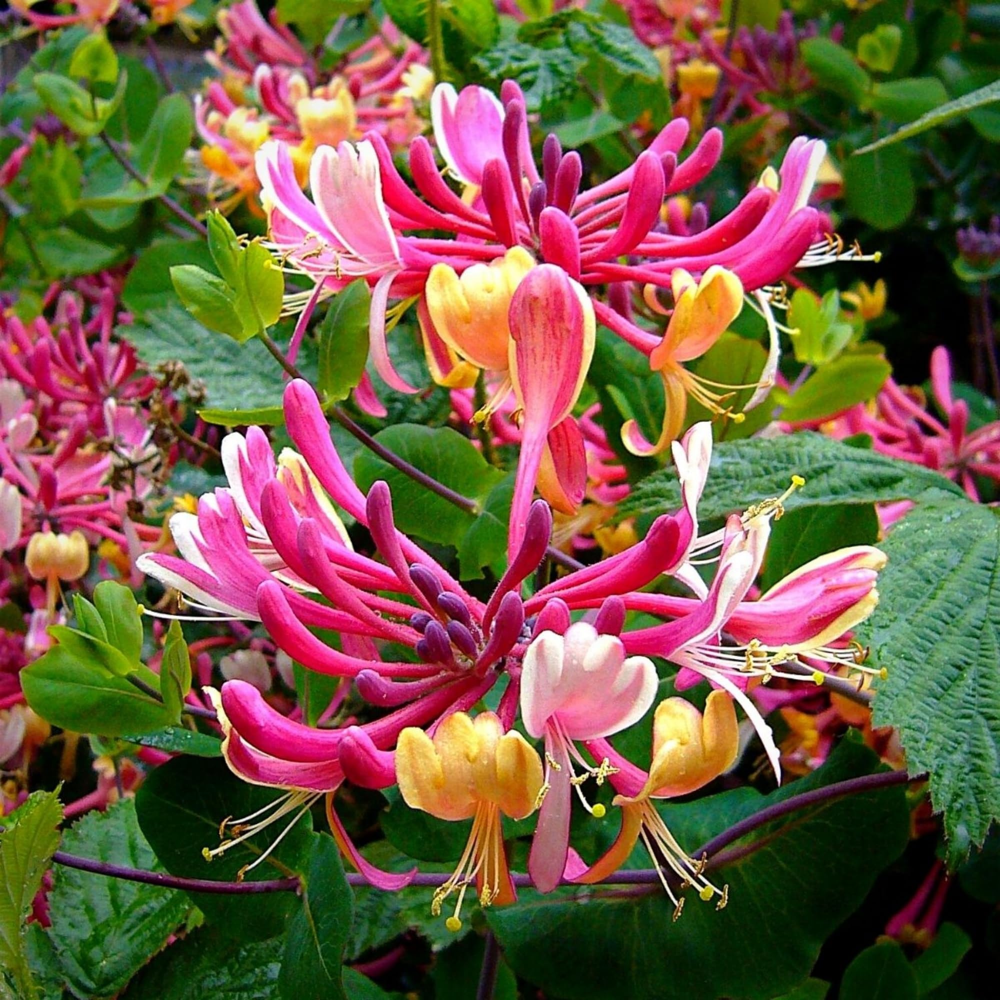Wivolibe honeysuckle seeds being sown to support fast vine growth.