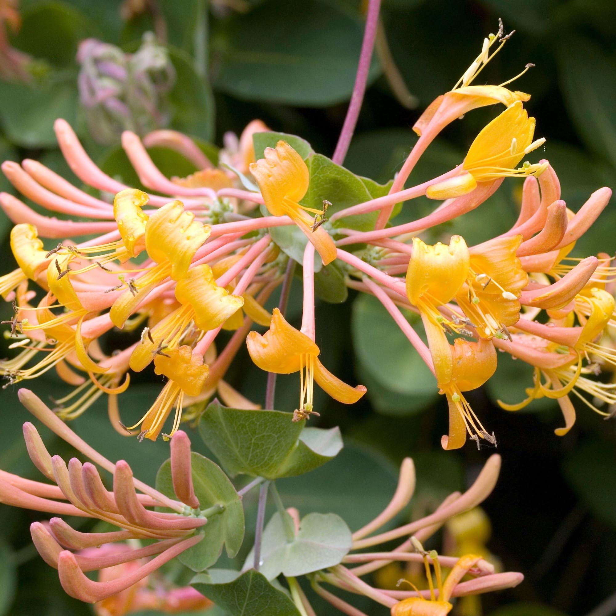 Wivolibe honeysuckle seeds attracting pollinators like bees and butterflies to the garden