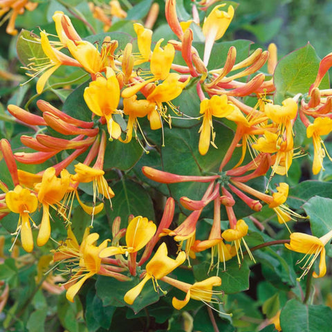 Wivolibe honeysuckle seeds on a trellis providing fast growing privacy and shade